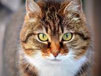 オーストラリアでは、猫の夜間外出禁止・地域により「1世帯2匹まで」の規制条例が2020年より施行される