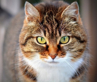 オーストラリアでは、猫の夜間外出禁止・地域により「1世帯2匹まで」の規制条例が2020年より施行される