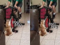 トレーニングとな？私も一緒に鍛えよう。エクササイズバイクで前脚を鍛える猫