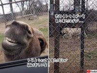 ホワイトタイガーを見に来たはずが、ロバにすべてを持っていかれた件