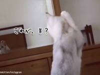 こ、これは？猫、自分に耳があることに衝撃を受け何度も確認する
