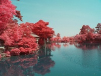 花に包まれる兼六園（Happy Comeさん撮影、flickrより）