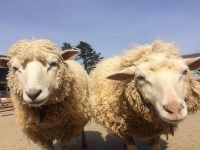 画像は、セルコホーム　ズーパラダイス八木山のホームページより