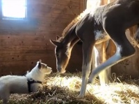 ファンタジーがここにも！生まれたばかりの馬に深い愛情を注ぐ犬