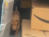 Amazonの配達員が犬を盗みトラックに入れたところを発見され解雇される