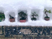 「雪国に住む利点を活かしていけ！！」　山形・鶴岡で行われた〝盆栽ゲリラ展示会〟に2万人感嘆