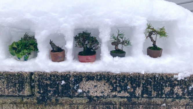 「雪国に住む利点を活かしていけ！！」　山形・鶴岡で行われた〝盆栽ゲリラ展示会〟に2万人感嘆