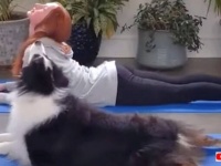 まるでニンゲンみたいに振る舞うんだね！かしこ可愛い動物たちの行動をいろいろ集めてみた