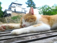 ぼく備中松山城に住んでるにゃん（画像提供：高梁市観光協会）