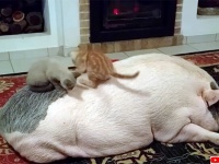 子猫たちの巨大遊具と化してしまった豚