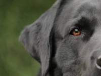 犬が認知症の飼い主を救う。森に迷った女性のそばで3日間守り抜く