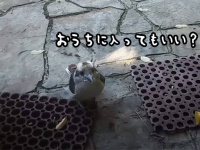 猫化？ワライカワセミが友人の家を訪れ、膝に乗ってまったりんこ