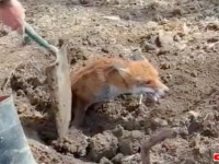 「助けてやるからちょっと待ってな」狐が土に埋まってる？親切な男性たち、土を掘り起こして狐のレスキュー作戦を敢行