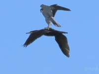 野鳥同士の〝珍交流〟激写される　「これで早く飛べるのか？」「面白くてやってんだろうな」と人間困惑