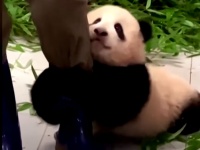 ひっつき虫の子パンダ。飼育員の足にしがみついて離れない
