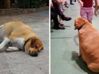だってかわいいから...小学校の番犬、子供たちが餌を与えすぎた結果極太サイズに。ダイエット警報が発令（台湾）