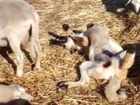 のどかかな。羊を監視中の犬、うとうとしちゃってお昼寝タイム