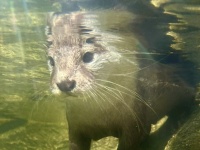 そんなに開けて痛くないの？　水中なのに超パッチリ...カワウソの眼球守る「天然ゴーグル」とは