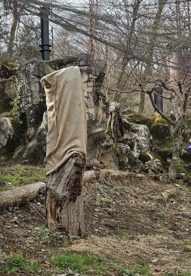 どこ?(写真提供:(公財)東京動物園協会)
