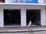 海外版ハチ公！　主人を亡くした犬が生前一緒に散歩した道を歩く姿が切ない…