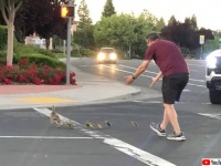 アヒルの家族の道路横断を手助けしていたやさしい男性がその直後、車にはねられてしまう