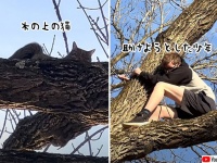 猫を助けるはずが自分が助けられるはめに。木から降りられなった少年がレスキュー