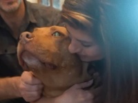 目の不自由な老犬のピットブルが、長い施設暮らしの後再び家族に巡り合うまでの物語