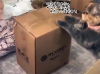 ダンボールのことならまかせて！荷造りを手伝う猫に心がとける