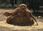 【激写】ラクダがエサを独り占めする様子をご覧ください…