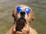 なんだか凛々しい…！　グラサンをかけたままビーチで泳ぐ犬がイケメンすぎる。