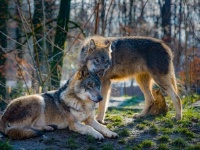 動物界で一夫一婦制を定める普遍的コードが発見される（米研究）