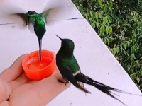 ハチドリが手に乗って来た！手のひらの上にとまって食事をするハチドリの羽音にもビックリ（イヤホン推奨）