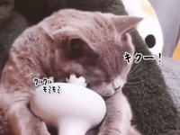 こうしてこう。こうなってこう。最強のフェイシャルマッサージ機を手に入れた猫の至福の時