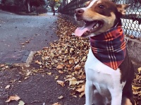 デザイン豊富でオシャレなＮＹ発のハンドメイド犬用バンダナが大人気！