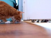 なんでこのドア閉まっているの？てか、そこにいるの誰？子猫たちのいるドアの向こうが気になるコール＆マーマレード