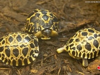 うれしいニュース、絶滅危惧種のカメが90歳にして初めて 3匹の子供の父親に