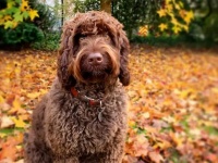 飛び降り自殺を図ろうとした女性に笑顔をもたらし、その命を救った消防隊所属の犬