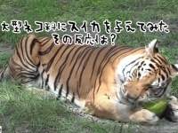 トラ、ヒョウ、ジャガー、大型ネコ科にスイカを丸ごと与えてみた。その反応は