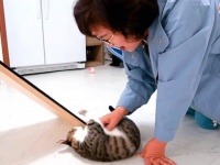 「子猫ちゃんたち、ママが会いに来たわよ～！」あの猫嫌いだったはずのお母さん、今やこれ以上ないほどメロメロに