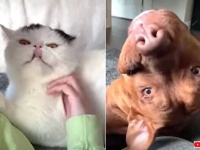 犬も猫も鳥たちも…そしてあの動物たちもきっといる？2021年の動物動画TOP100をまとめてみた
