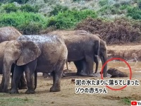 泥沼に落ちてしまった象の赤ちゃんを群れ全員が団結して救い出すやさしい世界