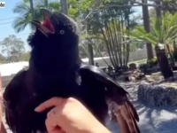 「ずっとここから離れないよ！」カラスの子、育ててくれた獣医さんに懐きまくりの追いかけまくり