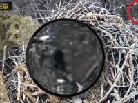 ついに本物キタ！？　鷲の巣の定点カメラに映ったビッグフットのような謎の生物