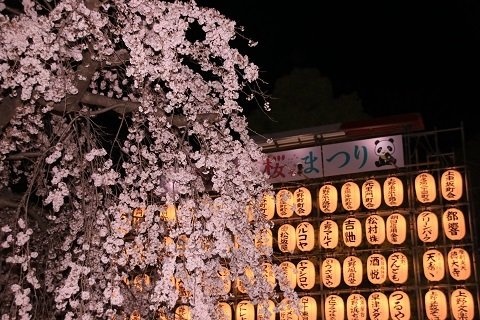 パンダのイラストと桜を一緒にパシャリ（2018年3月24日撮影。以下同）