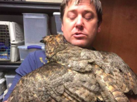 ミミズクは一度信頼した人間に絶対的愛情を示す。命を救ってくれた獣医をギュッと翼で抱きしめ思慕の情を見せる（アメリカ）