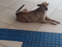 コロナで休業中のカフェに毎日やってきた野良犬、やさしい店主に心温まるサプライズをプレゼント（ブラジル）