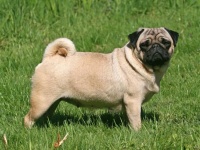 イギリスで期間限定のパグカフェがオープンへ