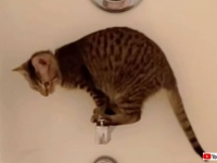 「ボク、この後どうしたらいい？」飼い主のところに行こうとした愛猫、バスタブの蛇口の上から動けなくなる