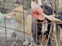 戦禍のウクライナより～廃村となった地域で暮らす野良猫・野良犬たちに餌を届ける