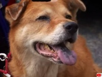 88歳のおばあさんを救うため、清掃員に助けを求め倒れた場所に誘導した犬